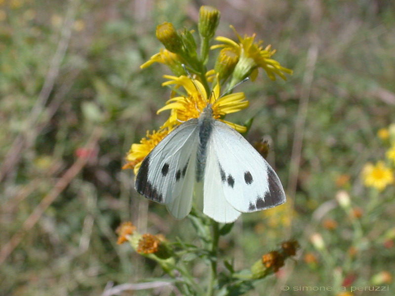 Pieris brassicae ?